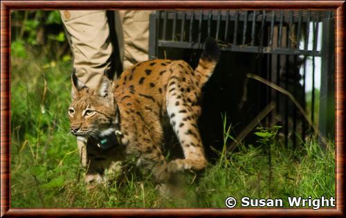 Reintroduction du lynx