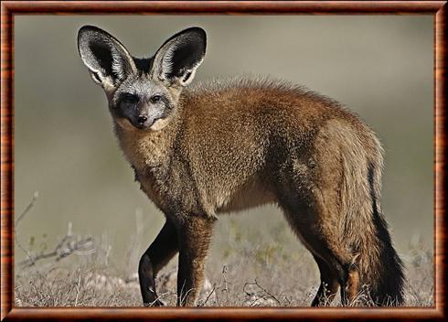 Renard à oreilles de chauve-souris