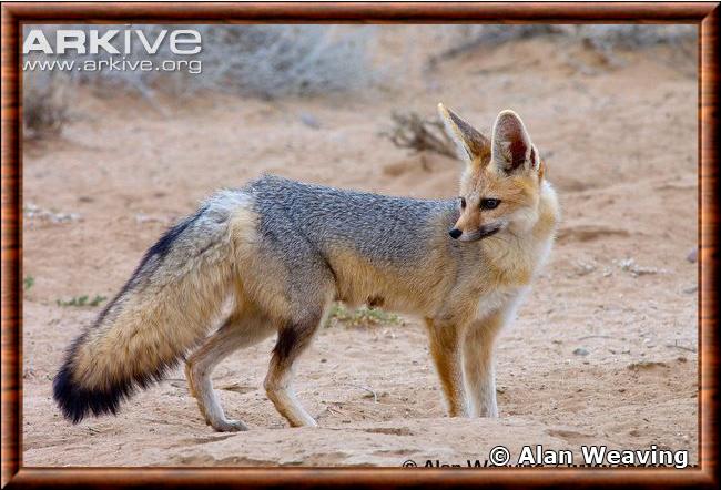 Renard argente