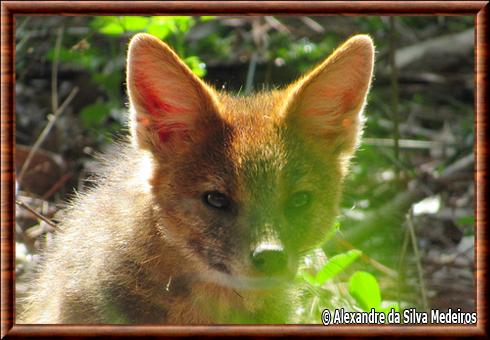 Renard chenu gros plan.jpg