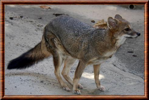 Renard chenu zoo de Rio de Janeiro.jpg