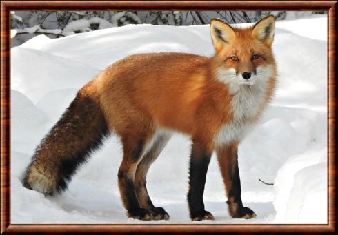 Renard commun