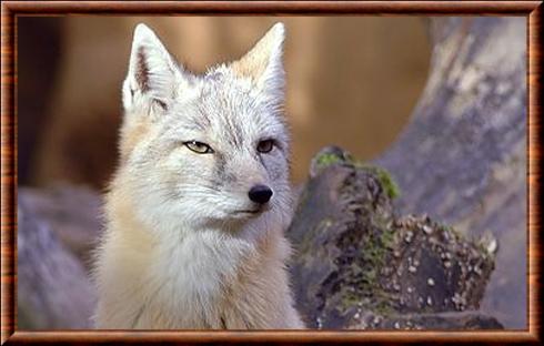 Renard-corsac-portrait.jpg