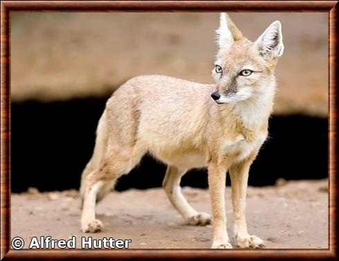 Renard corsac (Vulpes corsac)