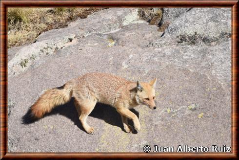 Renard d'Achala (Lycalopex culpaeus smithersi)