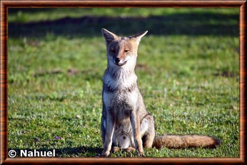 Renard d aszara parc national d ibera