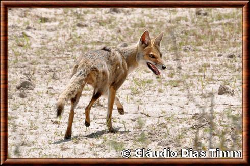 Renard d'Aszara (Lycalopex gymnocercus)