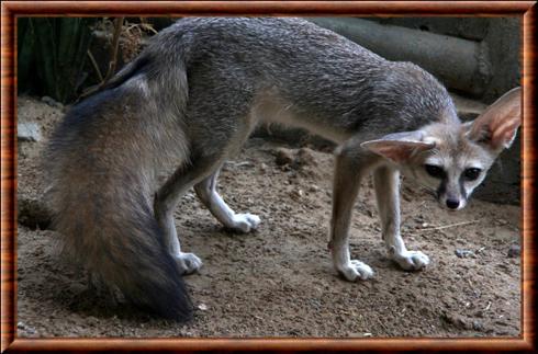 renard-de-blanford-arabias-wildlife-centre.jpg