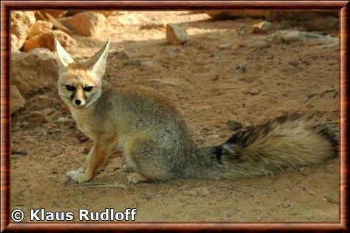 renard-de-blanford-hai-bar-yotvata-national-reserve.jpg