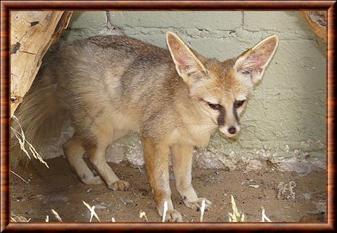 Renard de Blanford au zoo universitaire Abu Kabir