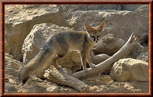 Renard de Blanford (Vulpes cana)