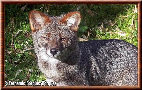 Renard de Chiloe