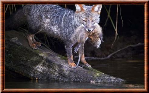 Renard de darwin chasse un rongeur