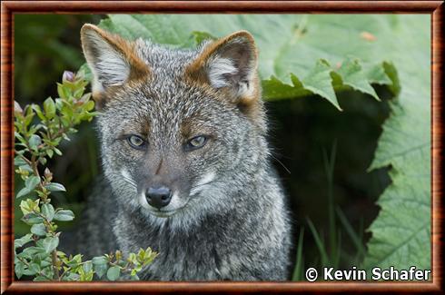 Renard de darwin portrait