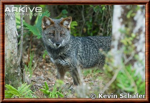 Renard de Darwin (Lycalopex fulvipes)