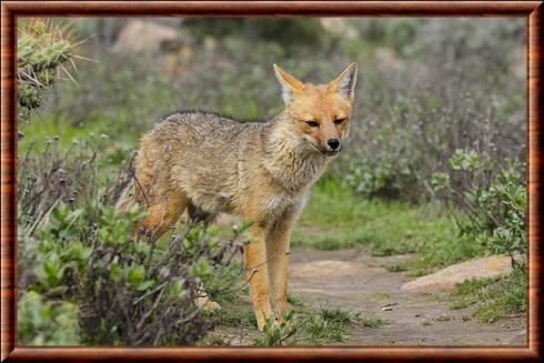 Renard de Magellan (Lycalopex culpaeus)