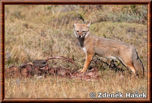 Renard gris de Patagonie