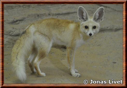 Renard-de-ruppell-sharjah-desert-park.jpg