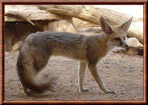 Renard de Rüppell (Vulpes rueppelli)