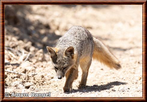 Renard de l'île de Santa Cruz (Urocyon littoralis santacruzae)