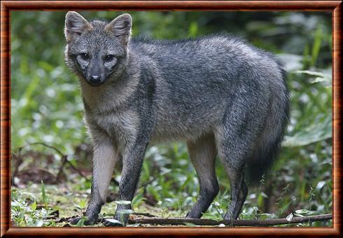 Renard des savanes (Cerdocyon thous)