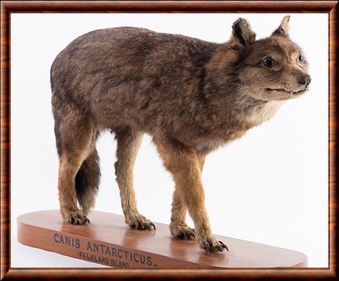 Renard des Malouines
