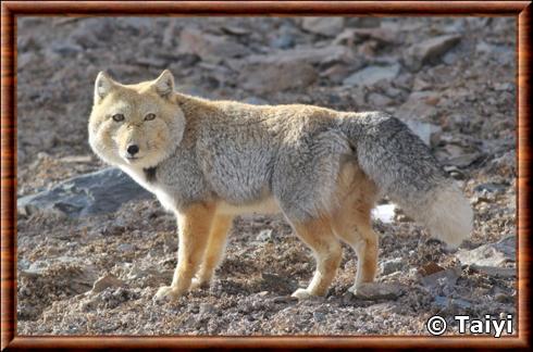 Renard des sables du Tibet