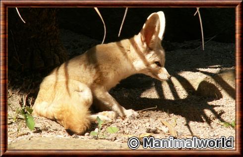 Renard des sables