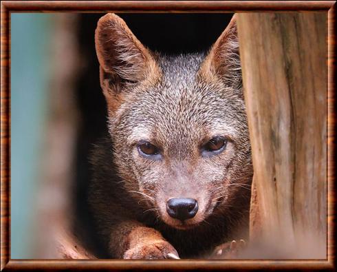 Renard des savanes gros plan