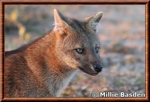 Renard-des-savanes-portrait.jpg