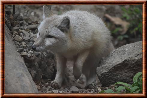 Renard des steppes