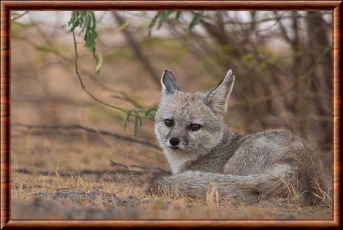 Renard du Bengale femelle