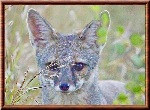 Renard du bengale gros plan