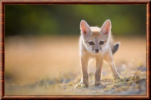 Renard du Bengale juvenile