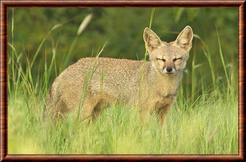 Renard du Bengale mâle