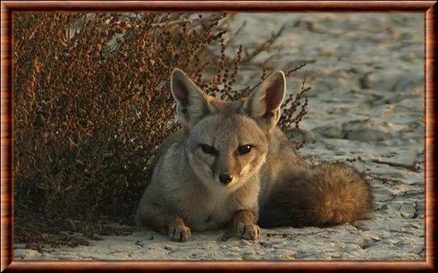 Renard du Bengale (Vulpes bengalensis)