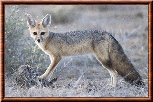 Renard du Cap au parc national d'Etosha