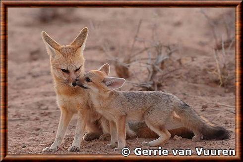 Renard du Cap femelle