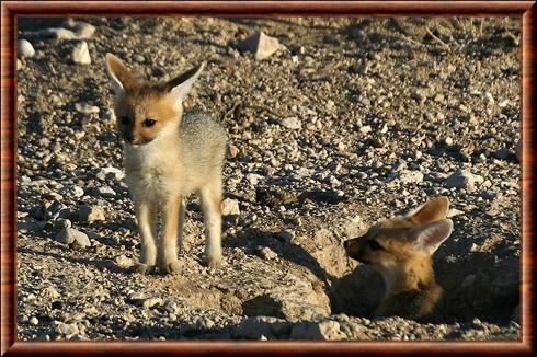 Renard du Cap juvenile