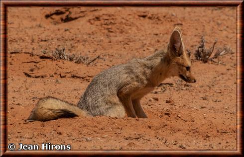 Renard du Cap (Vulpes chama)