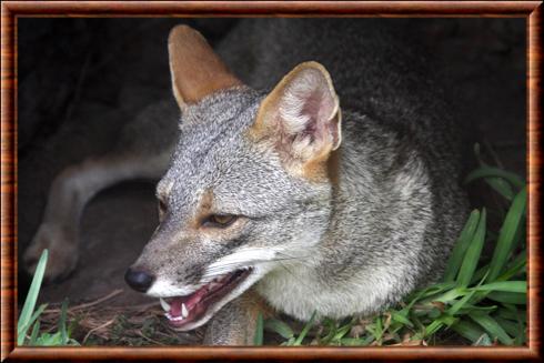 Renard du desert austral gros plan