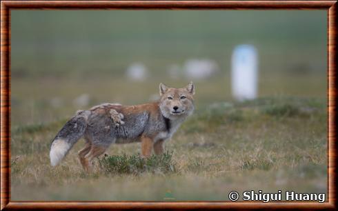 Renard du Tibet (Vulpes ferrilata)