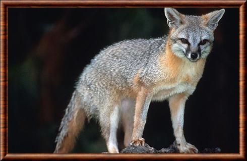 Renard gris d'Amerique (Urocyon cinereoargenteus)