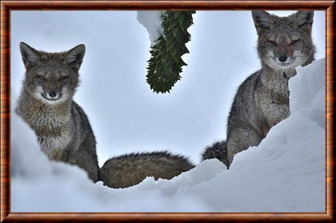 Renard-gris-d-argentine-araucania-chili.jpg