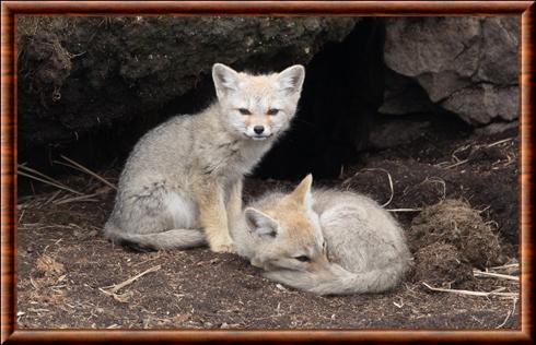 Renard gris d'Argentine juvénile