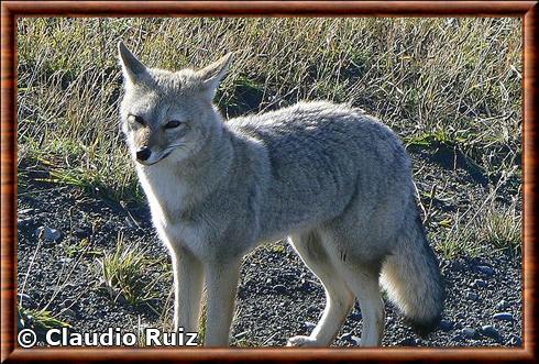 Renard gris d'Argentine à Torres del Paine