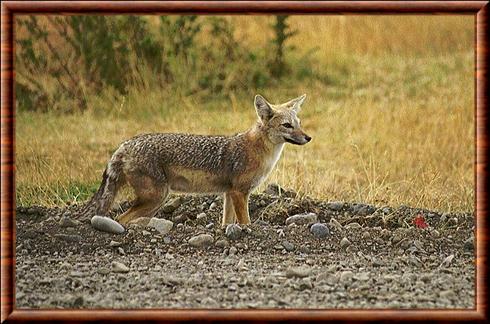 Renard gris d'Argentine (Lycalopex griseus)