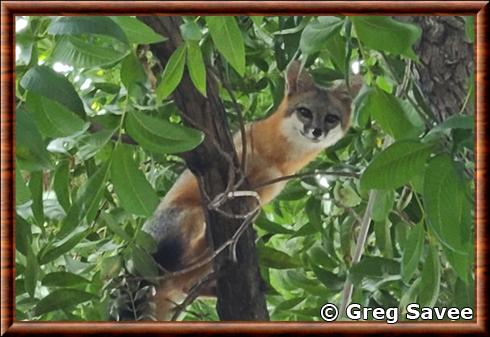 Renard gris de Californie (Urocyon cinereoargenteus californicus)