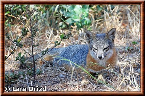 Renard gris insulaire (Urocyon littoralis)