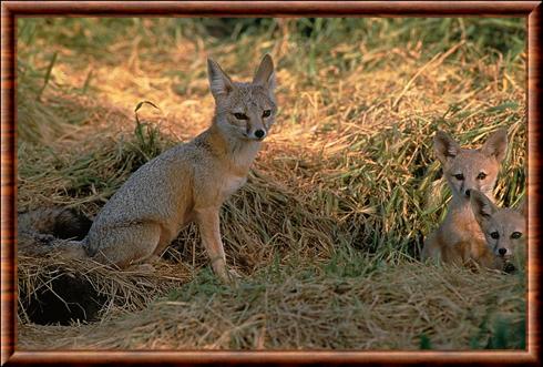 Renard nain femelle et ses renardeaux